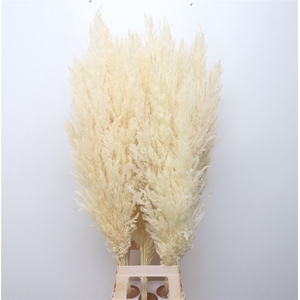 Corta Dried Fluffy White Large
