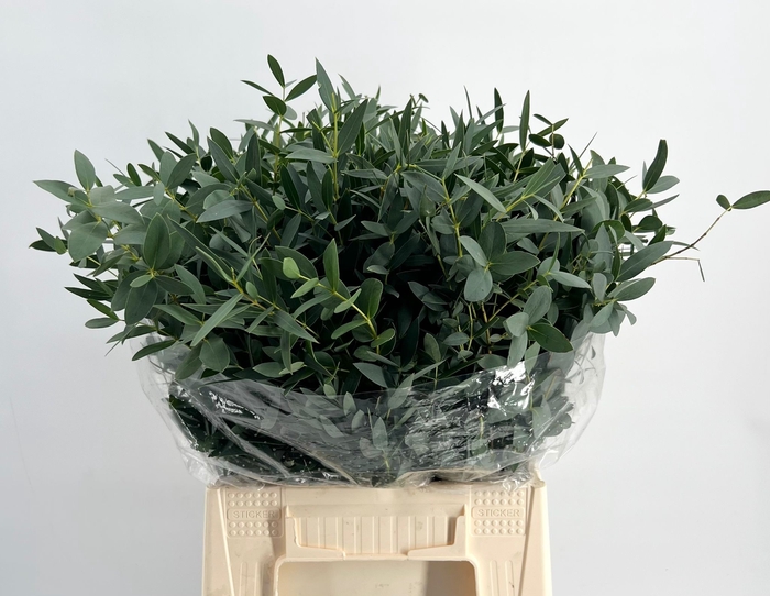 <h4>Leaf eucalyptus parvifolia per bunch</h4>
