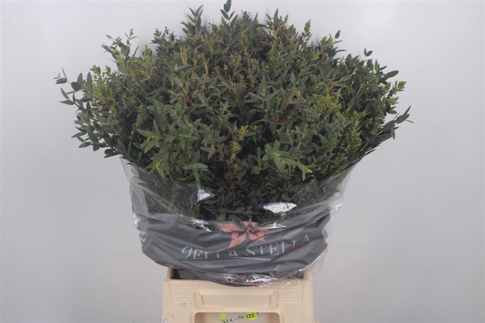 <h4>Euc Parvifolia Per Bunch 200 Gram Extra</h4>