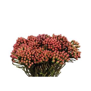 Greens - Red Brunia (Small)