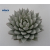 Echeveria Agavoides Paint White Cutflower Wincx-10cm