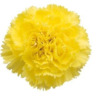 Dianthus St Yellow (Carn)