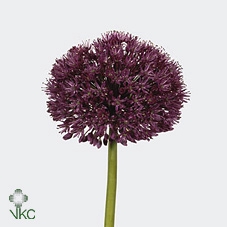 <h4>Allium purple sensation</h4>