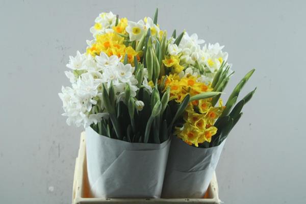 <h4>Narcissus mix in bucket</h4>