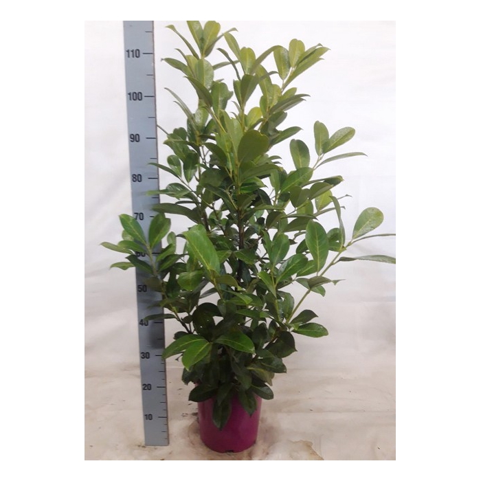 <h4>Prunus laurocerasus Rotundifolia 24Ø 115cm</h4>