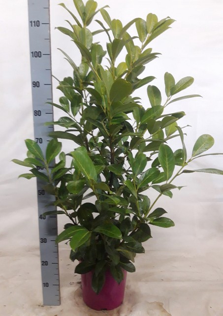 Prunus laurocerasus Rotundifolia 24Ø 115cm