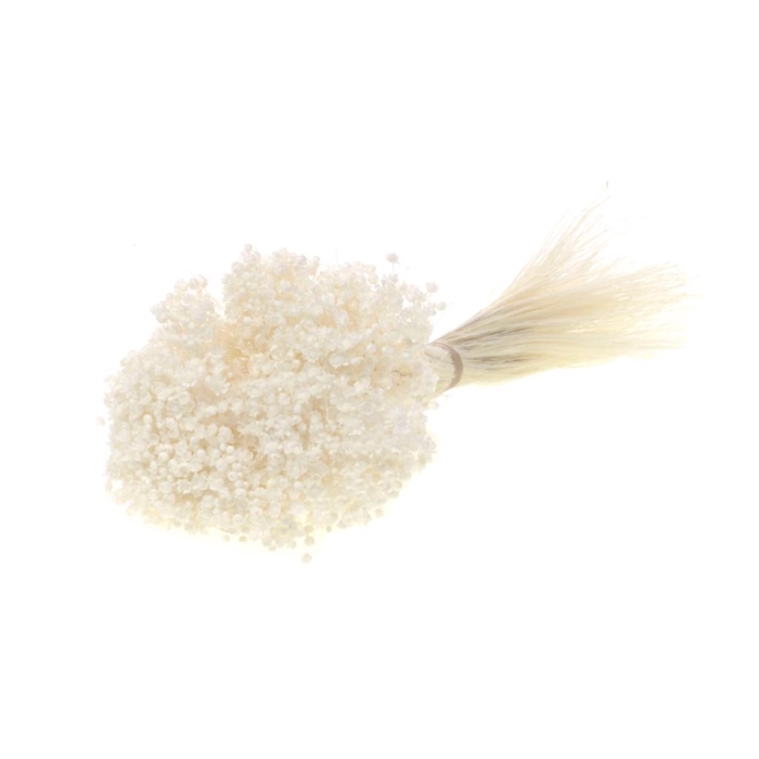 DRIED FLOWERS - MARCELA BLEACHED WHITE