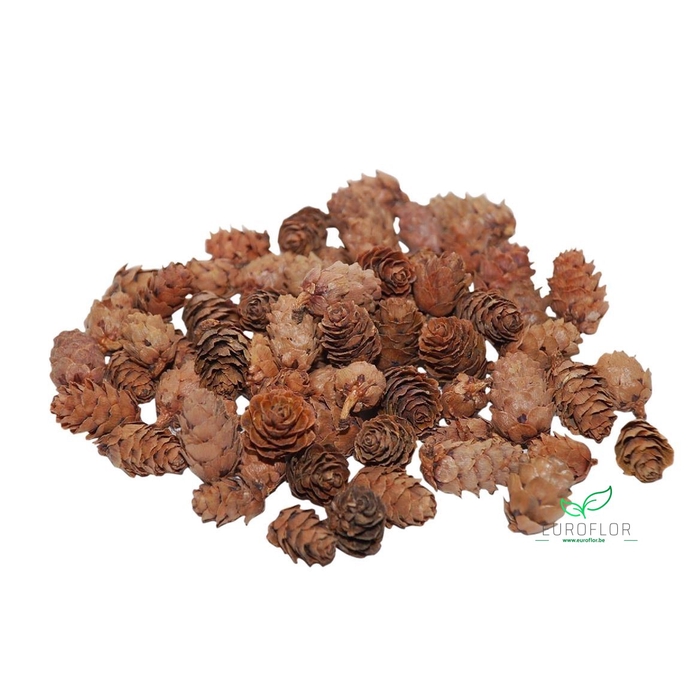 <h4>PINECONE BABY SPRUCE 150GR NATURAL</h4>