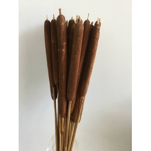 DRIED FLOWERS - TYPHA NATURAL LARGE 25pcs