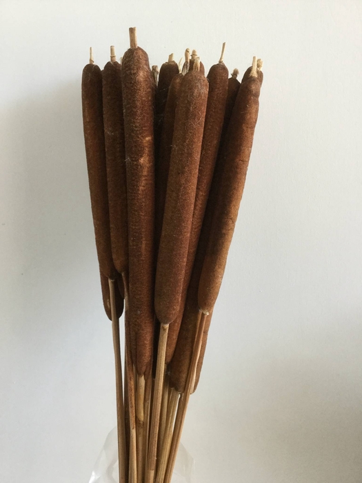 DRIED FLOWERS - TYPHA NATURAL LARGE 25pcs