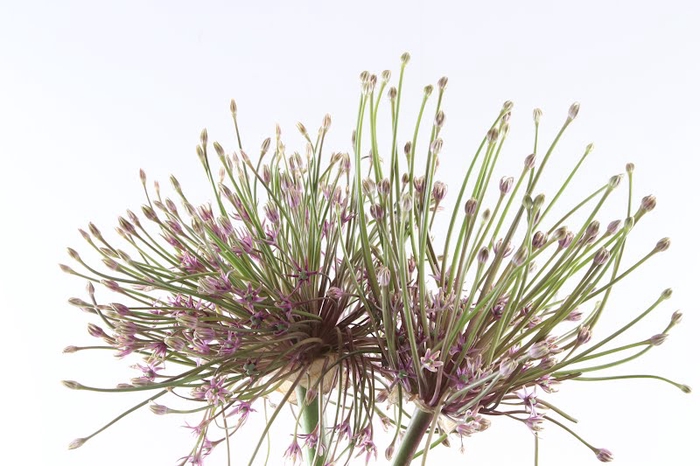 <h4>Allium Schubertii Extra</h4>