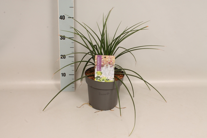 <h4>vaste planten 19 cm  Kniphofia Pyromania Backdraft</h4>