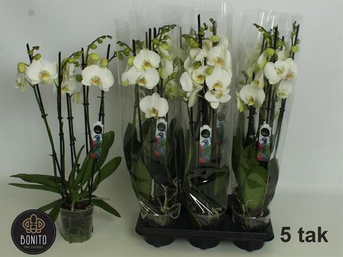 <h4>Phalaenopsis White (4-Spike)</h4>
