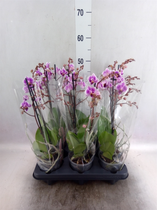 Phalaenopsis multi. 'FC Pixie'