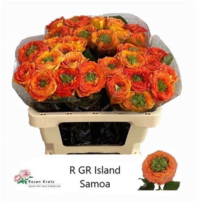 <h4>Rosa gr Green Island Samoa</h4>