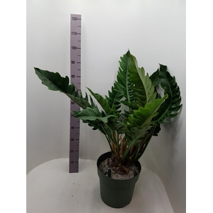 Philodendron Rambo 30Ø 75cm