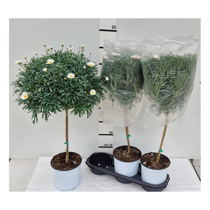 <h4>Argyranthemum frutescens Stella 2000 19Ø 85cm</h4>