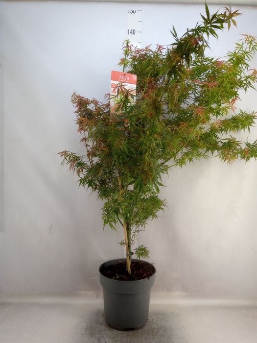 <h4>Acer palmatum 'Jerre Schwartz'</h4>