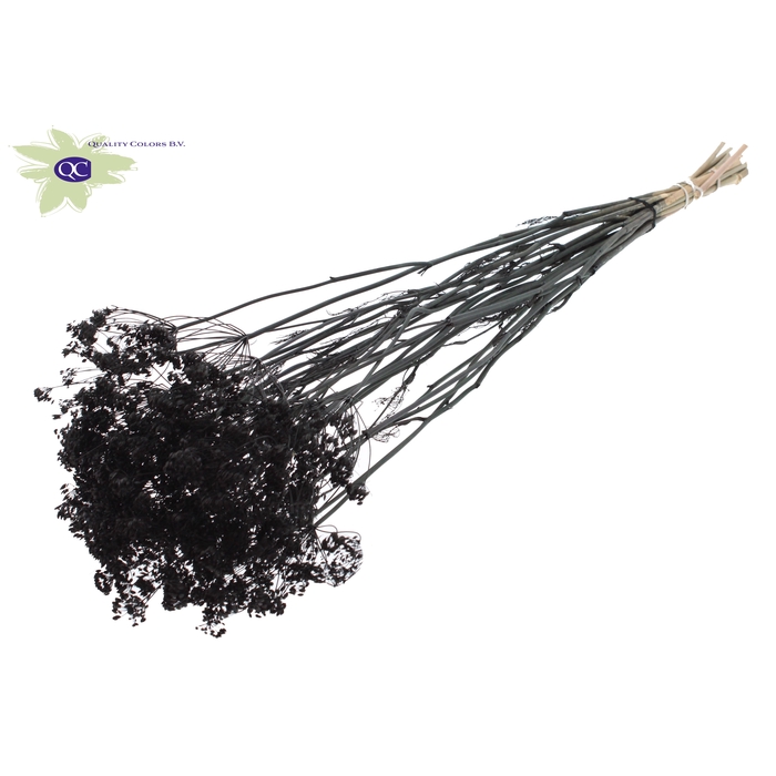 <h4>Anethum (dille) dried 10st per bunch Black</h4>