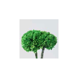 Hydrangea / Hortensia Green HRT/0100