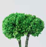 Hydrangea / Hortensia Green HRT/0100