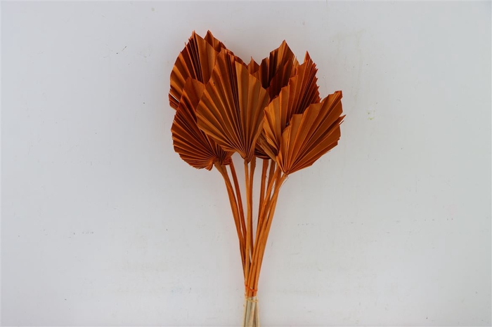 <h4>Dried Palm Spear 10pc Orange Bunch Slv</h4>