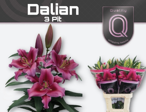 <h4>Lilium or dalian</h4>