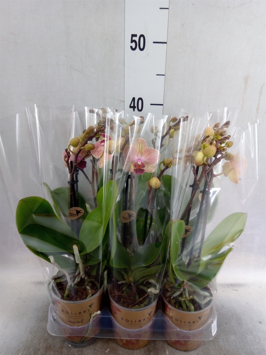 <h4>Phalaenopsis multi. 'FC Spri Moods'</h4>