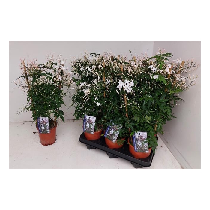 <h4>Jasminum polyanthum 12Ø 50cm 300fl</h4>