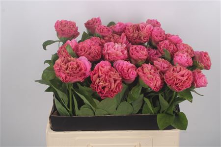 <h4>Paeonia Carnation Bouquet S U P E R</h4>