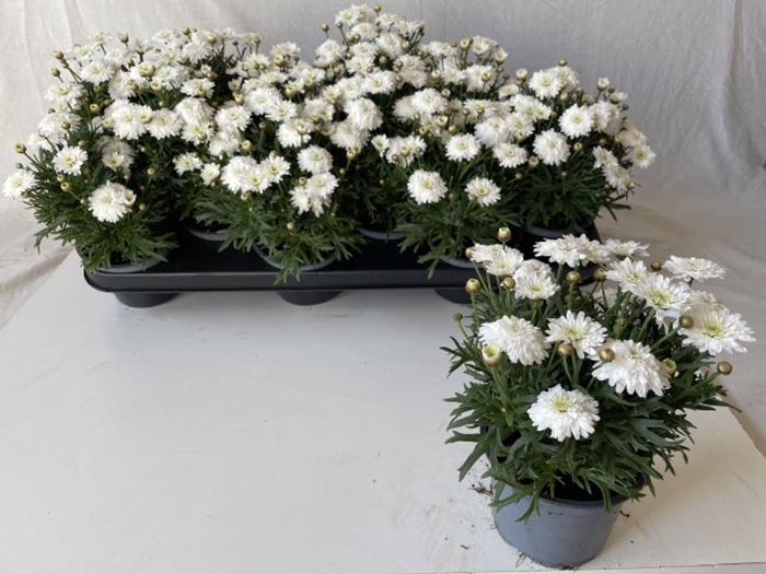<h4>Argyranthemum frut. Madeira White</h4>