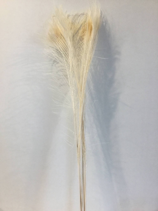 DRIED FLOWERS - FEATHER PEACOCK BLEACHED WHITE 90cm 10pcs
