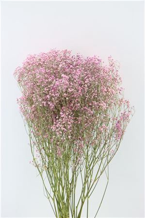 <h4>Dried Gyps Pink Extra Bunch</h4>