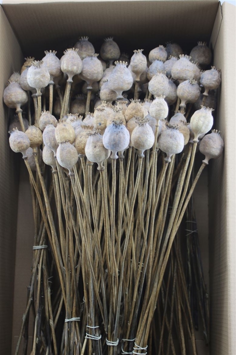 <h4>Papaver Dried Bunch 10st</h4>