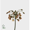 Allium Nect Siculum Bulgar