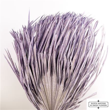 <h4>Dried Chamaerops (10tk) Frosted Milka Bunch</h4>