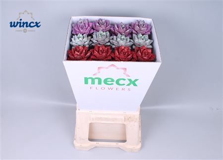 <h4>Echeveria Glitter Love Mix (mecx Flowers) Mecx-emmer 8cm</h4>