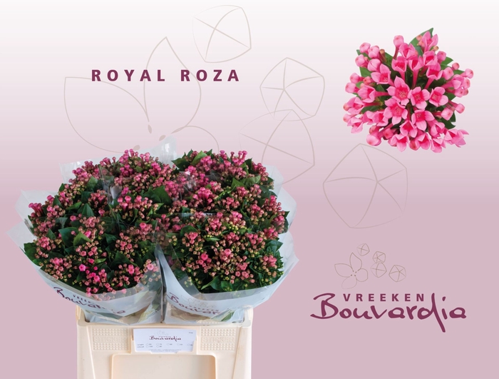 <h4>Bouvardia en Royal Roza</h4>