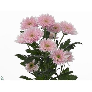Chrysanthemum spray euro rosa claro