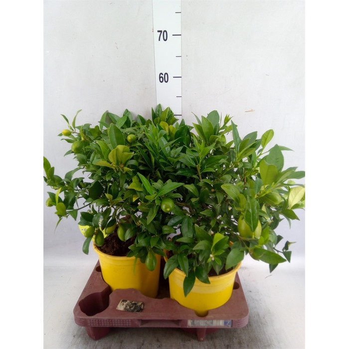 <h4>Citrofortunella floridana</h4>