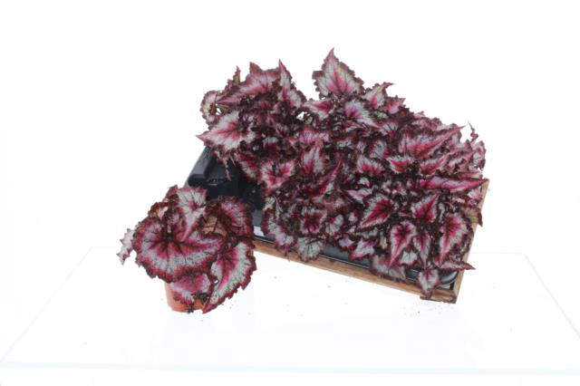 Begonia rex Magic Colours Odissi 12Ø 25cm