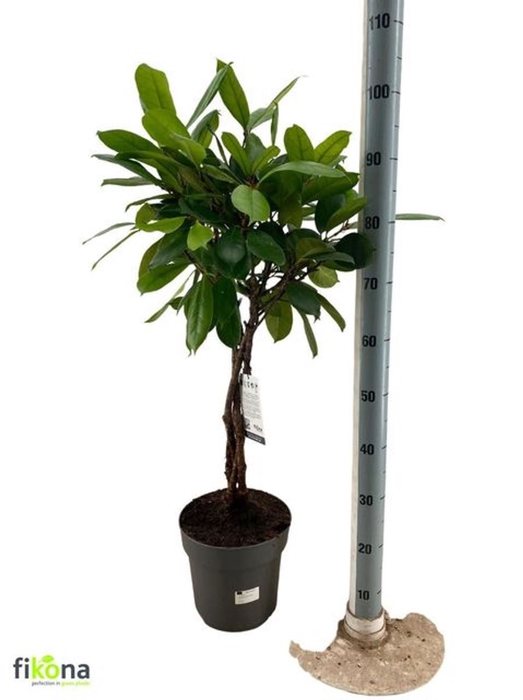 <h4>Ficus Cyatistipula</h4>