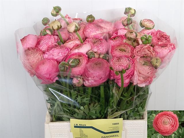 <h4>Ranunculus aazur antique pink</h4>