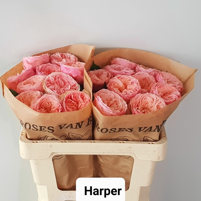 <h4>Rosa gr Harper!</h4>