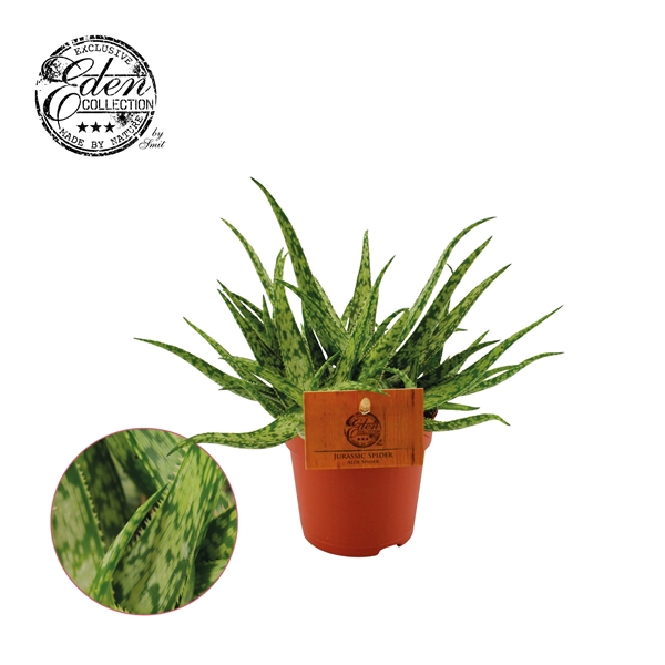 <h4>Aloe Spider 10,5cm</h4>