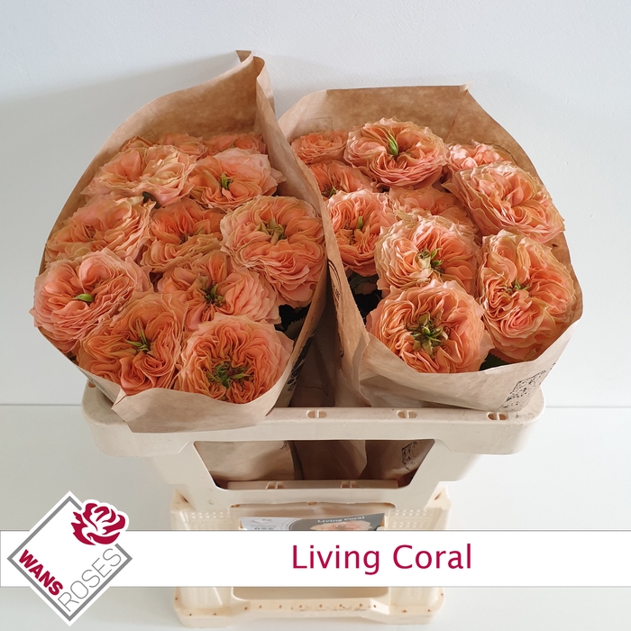 <h4>R Gr Living Coral</h4>