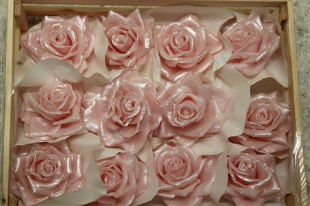 <h4>Wax Roos Pearl Rosa</h4>