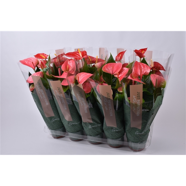<h4>Anthurium gemengd rood/roze "Just Perfection"(XL Flowers)</h4>
