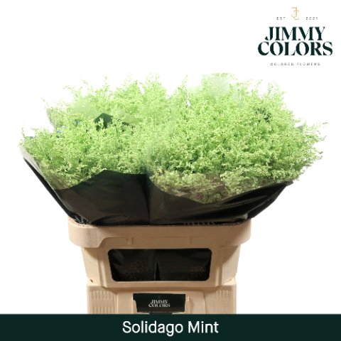 <h4>Solidago paint mintgreen</h4>