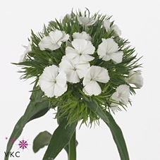 <h4>Dianthus br aldo white</h4>